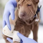 Consulta Traumatológica y Prequirúrgica a Domicilio