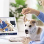Teleconsulta Veterinaria Traumatología, Cirugía y Más